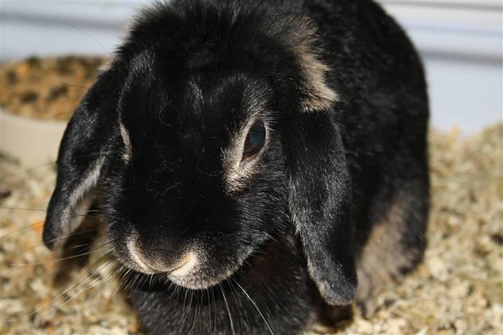 Kanin Nuller billede 6