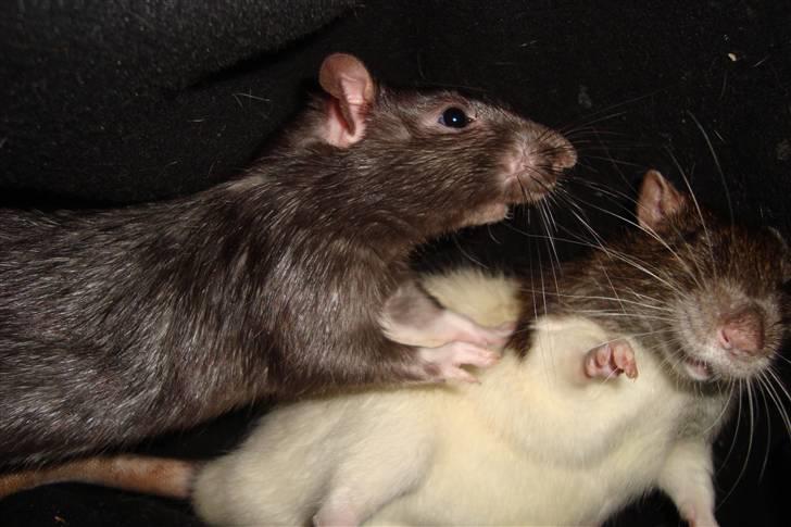 Tamrotte Ventrilo billede 7