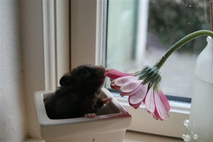 Hamster Feline billede 1