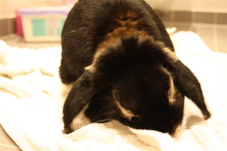 Kanin Nuller - Så blev man alligevel lidt utilfreds med at blive ren gjort... ^^   billede 7