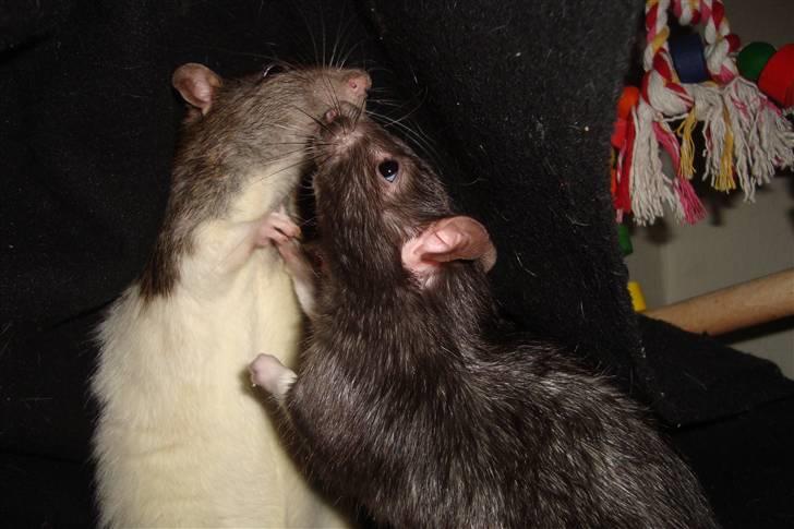 Tamrotte Ventrilo billede 8