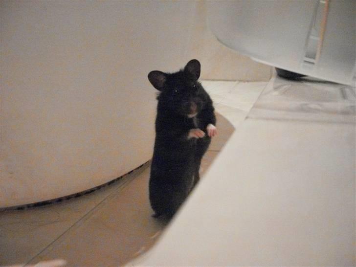 Hamster Feline billede 2