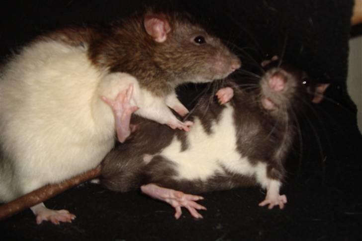 Tamrotte Ventrilo billede 9