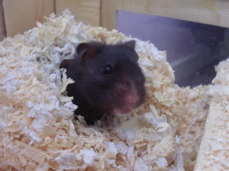 Hamster Feline billede 4