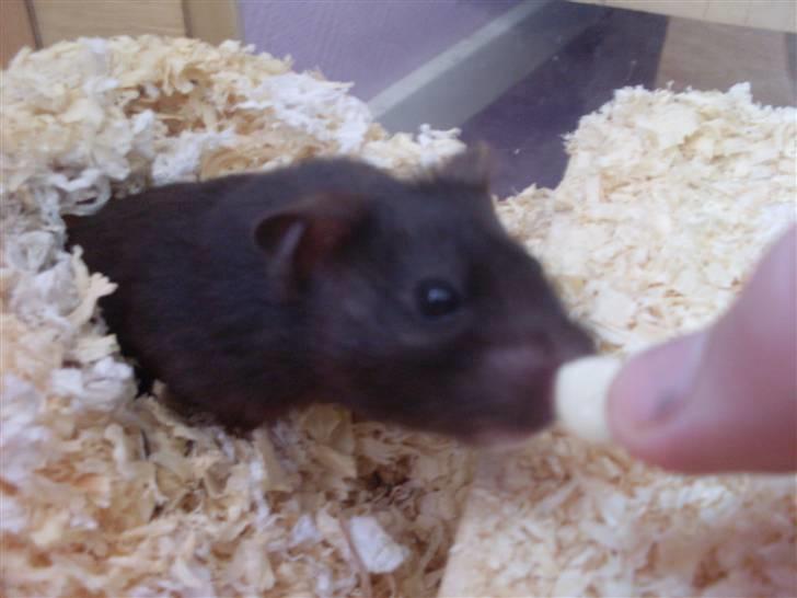 Hamster Feline billede 5