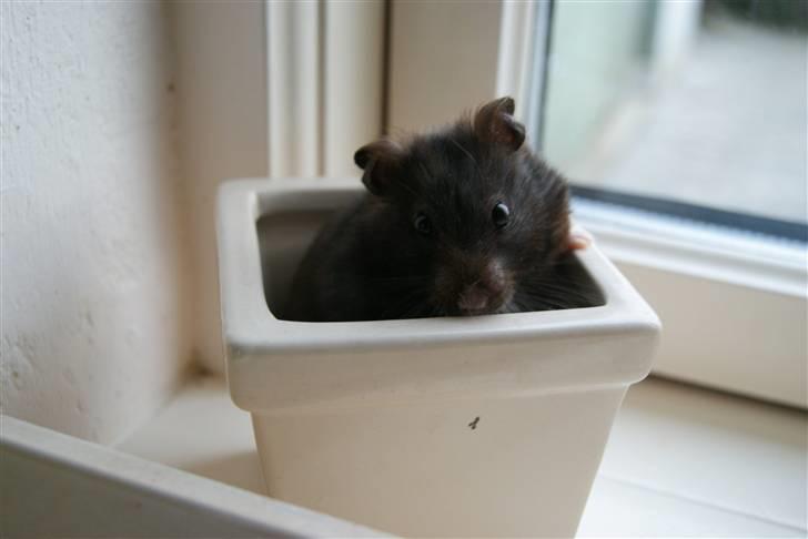 Hamster Feline billede 6