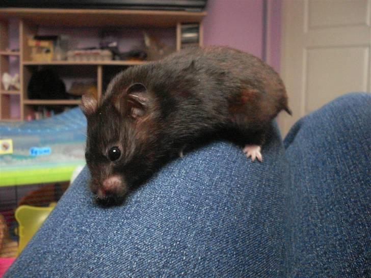 Hamster Feline billede 7