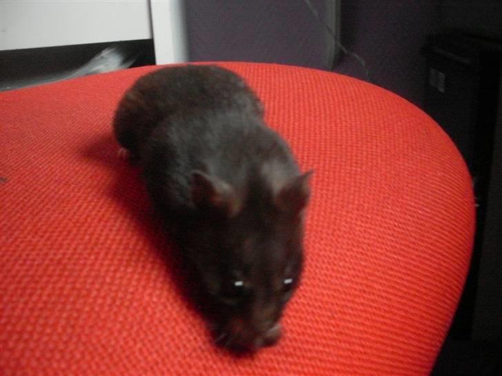 Hamster Feline billede 8