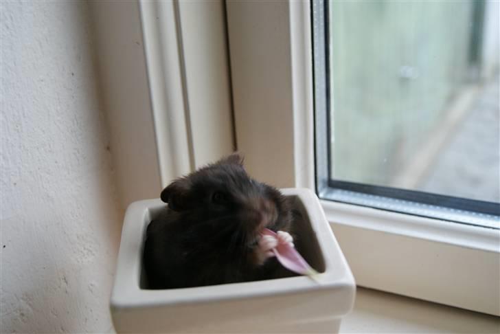 Hamster Feline billede 9