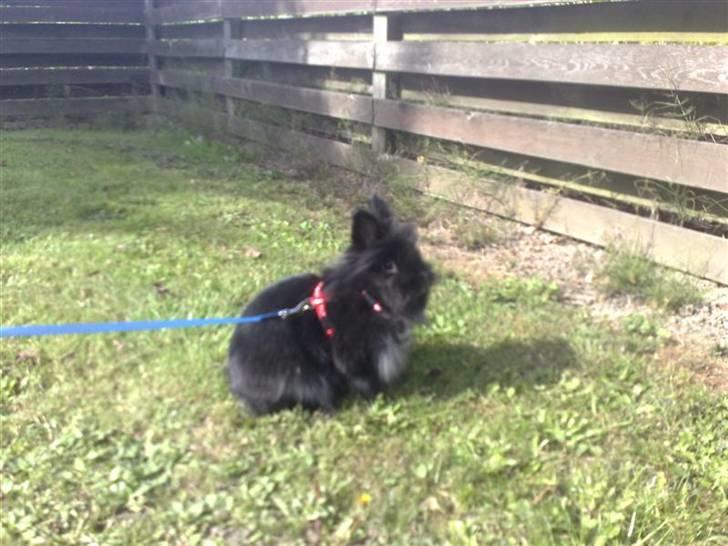 Kanin Tumle *død* - Tumle i sin nye sele.  billede 18