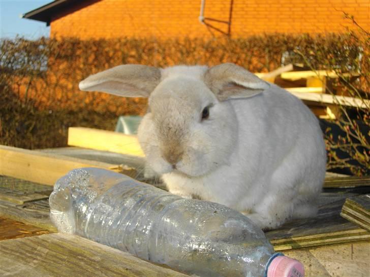 Kanin Nalagag - Ååårh .. min total model dreng! billede 7