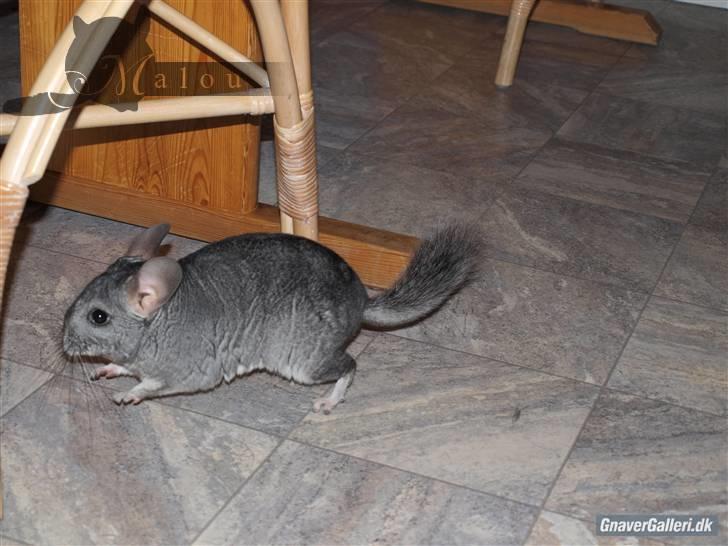 Chinchilla Malou!<3 - Fuld fart frem Foto/= Mig billede 10