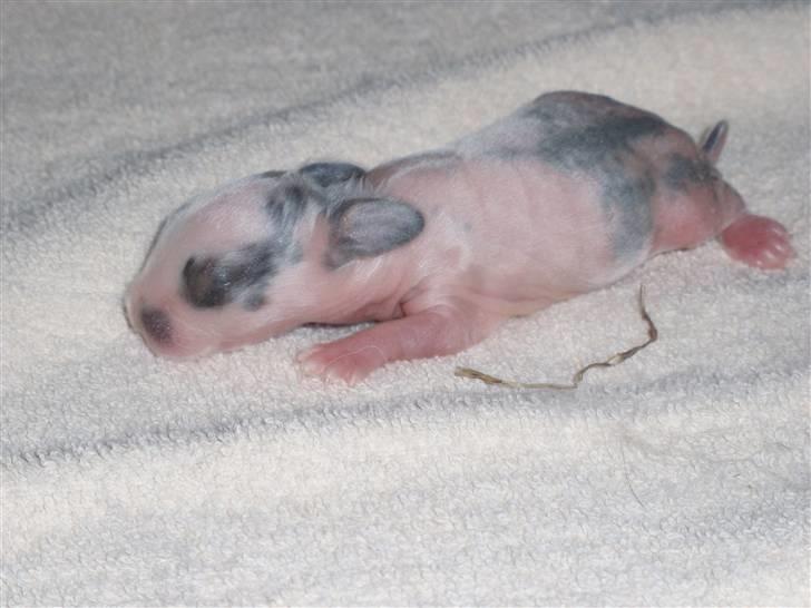 Kanin Speedy *solgt* billede 2