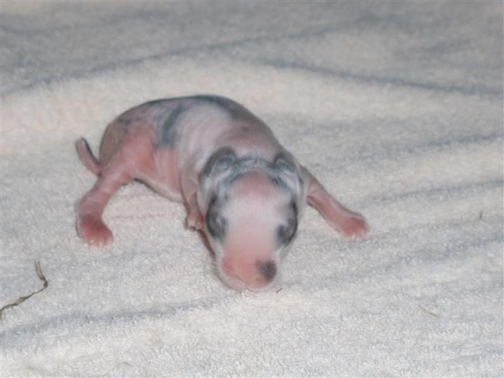 Kanin Speedy *solgt* billede 3