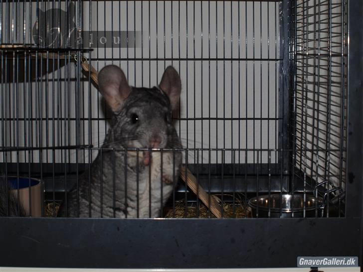 Chinchilla Malou!<3 - "Hej Hej" Malou Foto/= Mig billede 11