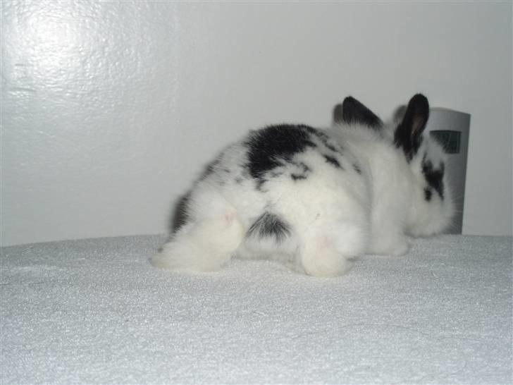 Kanin Speedy *solgt* billede 4