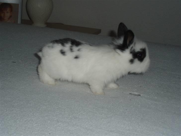 Kanin Speedy *solgt* billede 5