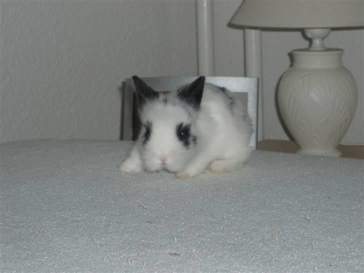 Kanin Speedy *solgt* billede 6