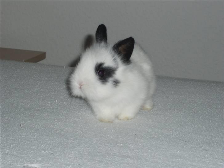 Kanin Speedy *solgt* billede 7