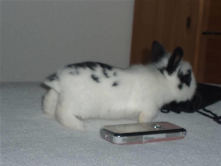 Kanin Speedy *solgt* billede 8