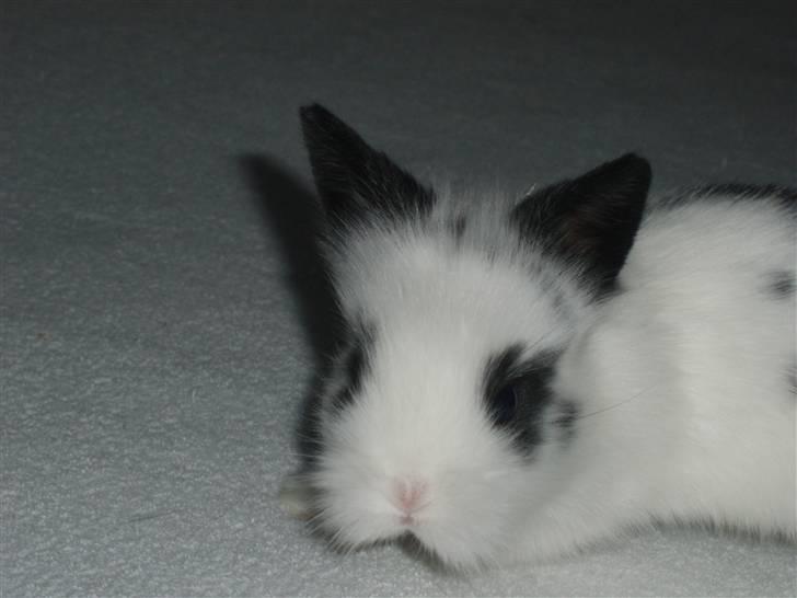 Kanin Speedy *solgt* billede 9