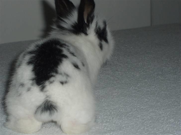 Kanin Speedy *solgt* billede 10