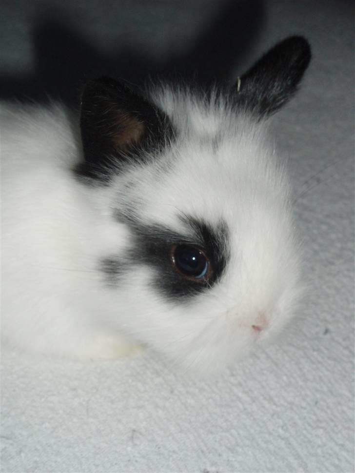 Kanin Speedy *solgt* billede 11