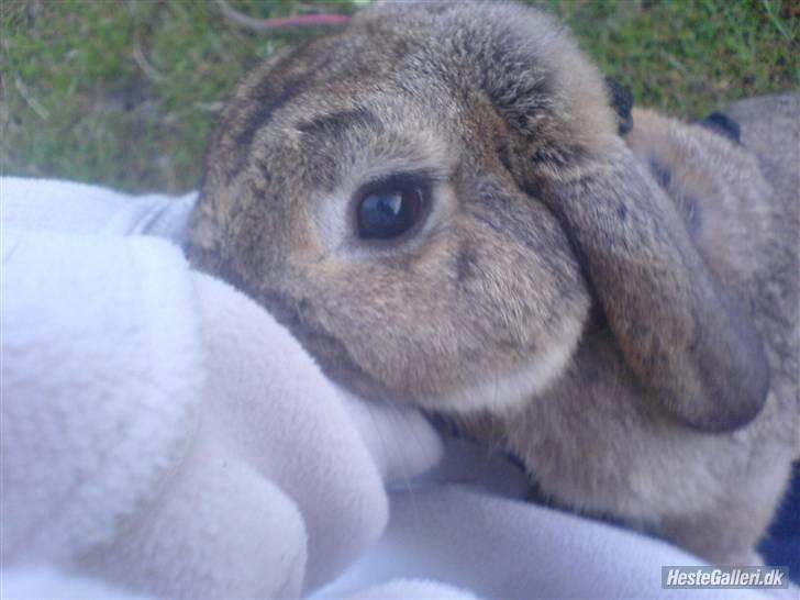 Kanin Stampe - Hvil i fred<3 - Årh .. drengens dejlige øjne <3 billede 7