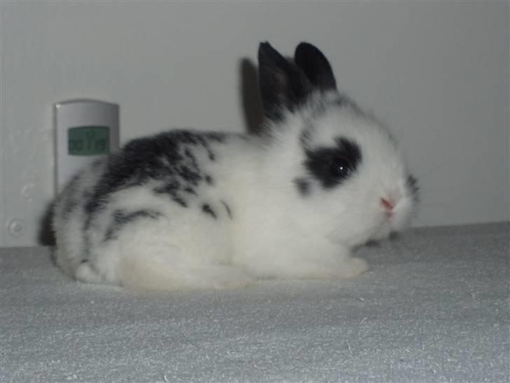 Kanin Stumpen *solgt* billede 1