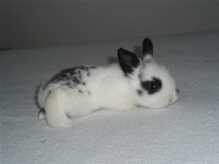 Kanin Stumpen *solgt* billede 2