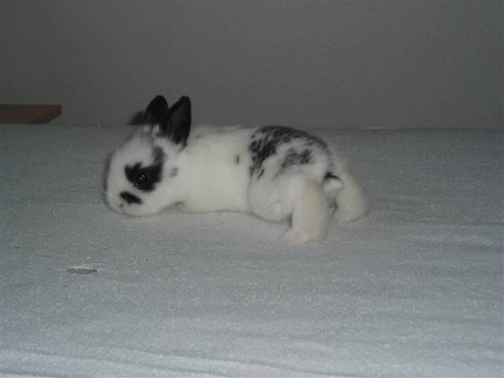 Kanin Stumpen *solgt* billede 3