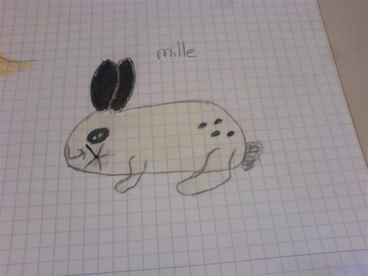 Kanin Mille! - en tegning af hend ejeg har tegnet. billede 9