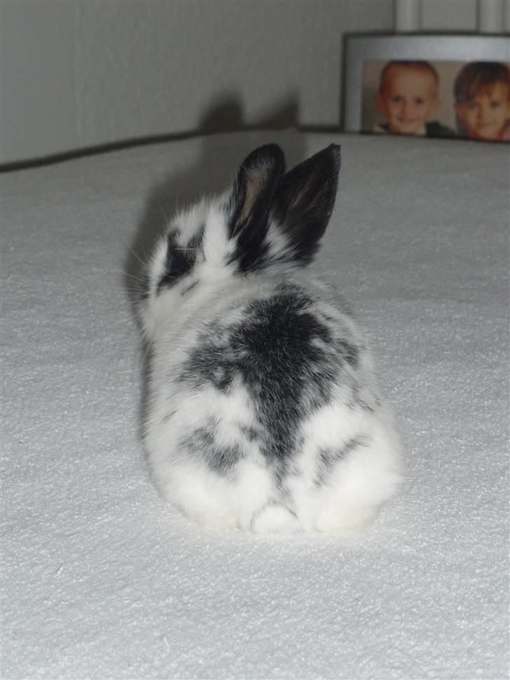 Kanin Stumpen *solgt* billede 5