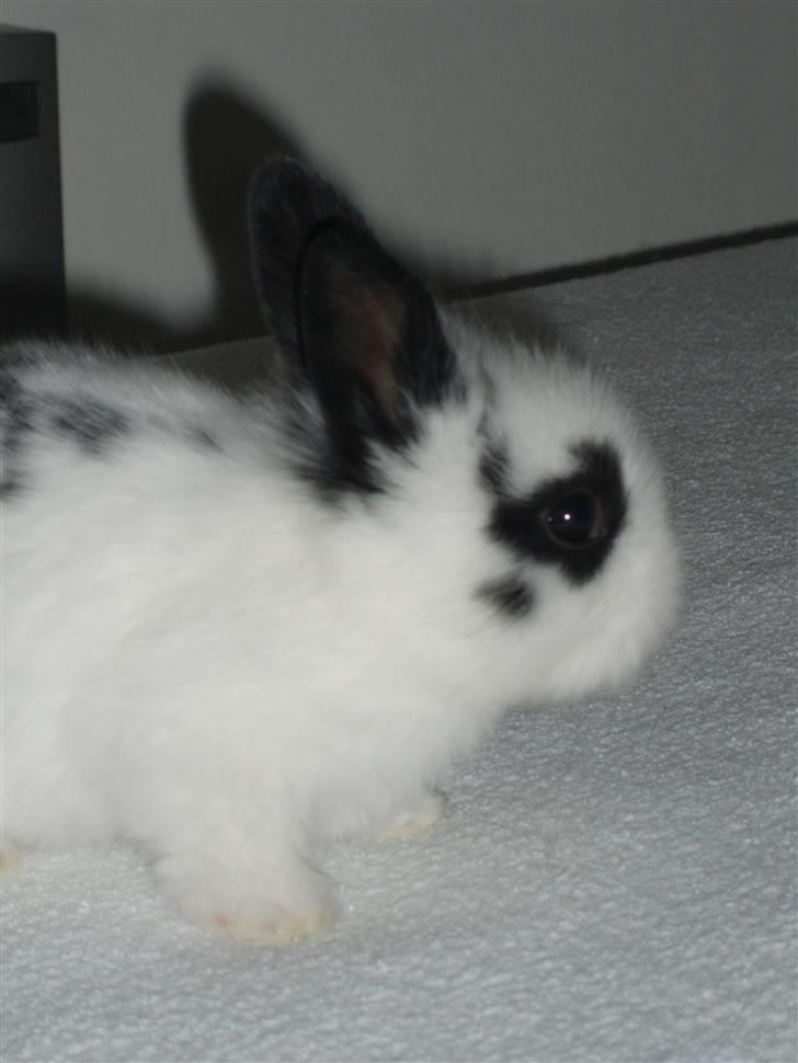 Kanin Stumpen *solgt* billede 6