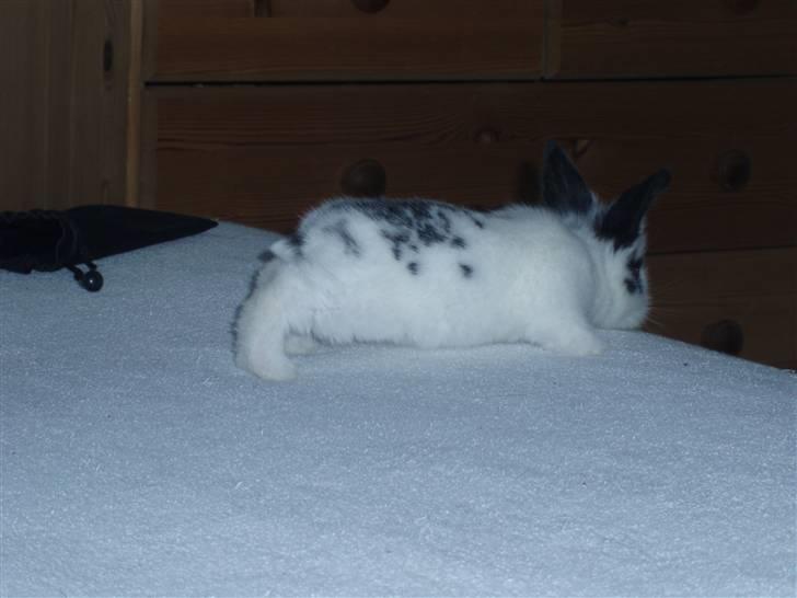 Kanin Stumpen *solgt* billede 7