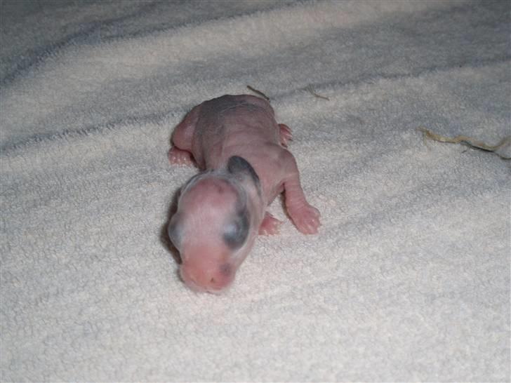 Kanin Stumpen *solgt* billede 8