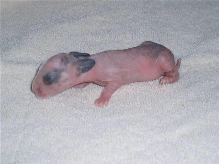 Kanin Stumpen *solgt* billede 9