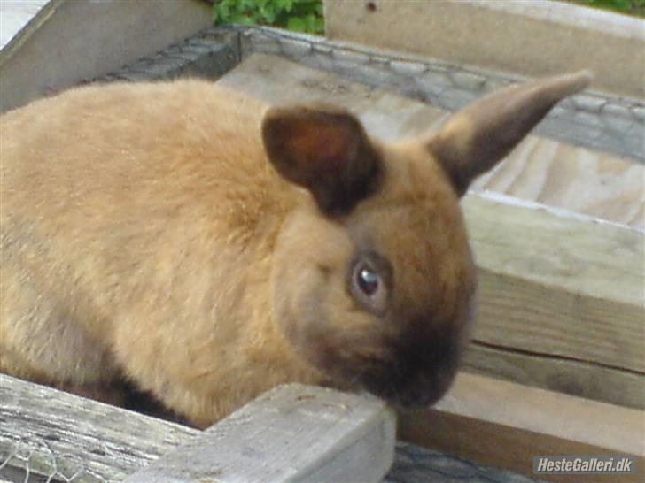 Kanin Kajo - Deeeeejlige <3 billede 1