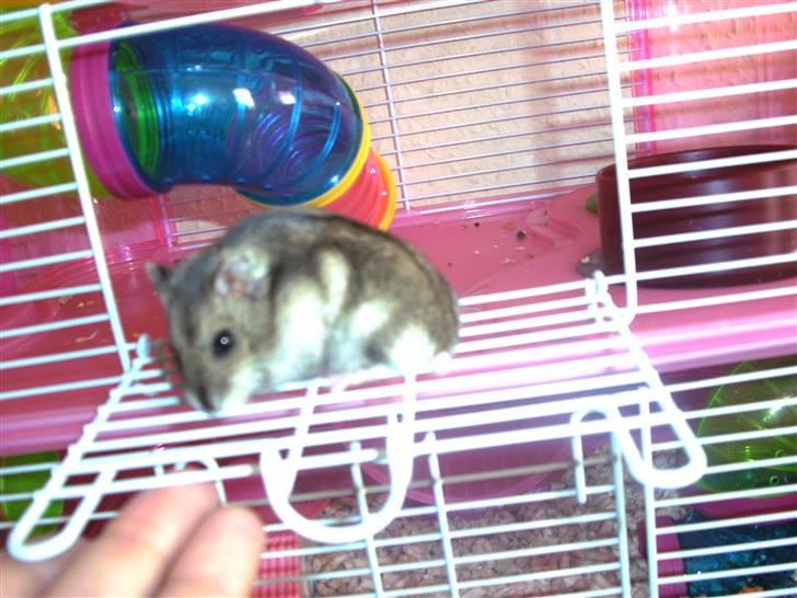 Dværghamster Prada (R.I.P) billede 1