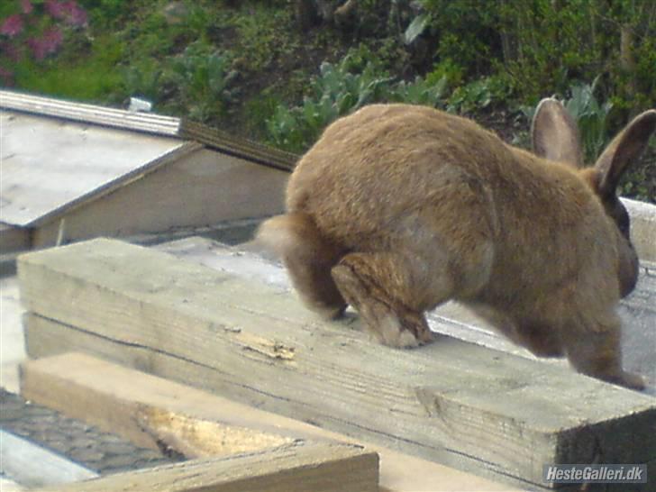 Kanin Kajo billede 2