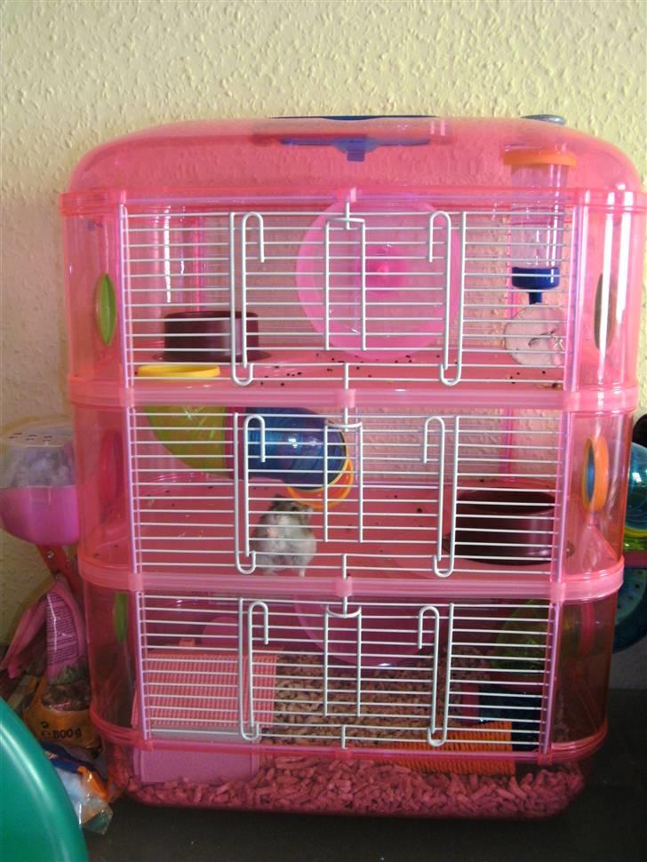 Dværghamster Prada (R.I.P) billede 2