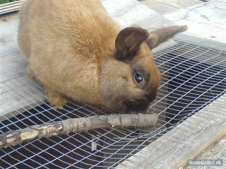 Kanin Kajo billede 3