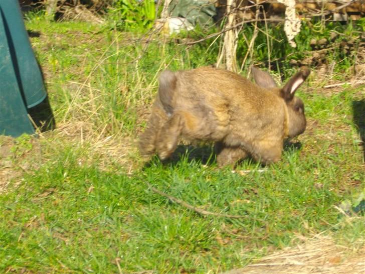 Kanin Kajo billede 4