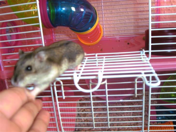 Dværghamster Prada (R.I.P) billede 3