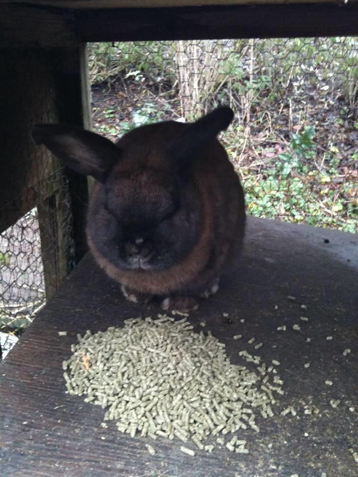 Kanin Kajo - Smukke dreng :* billede 5