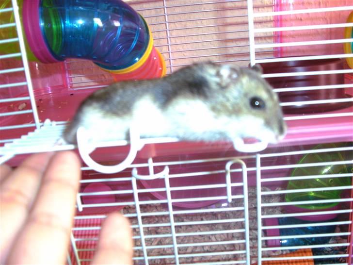 Dværghamster Prada (R.I.P) billede 4