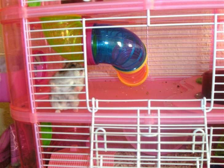 Dværghamster Prada (R.I.P) billede 5