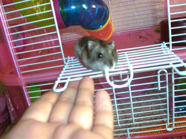 Dværghamster Prada (R.I.P) billede 6