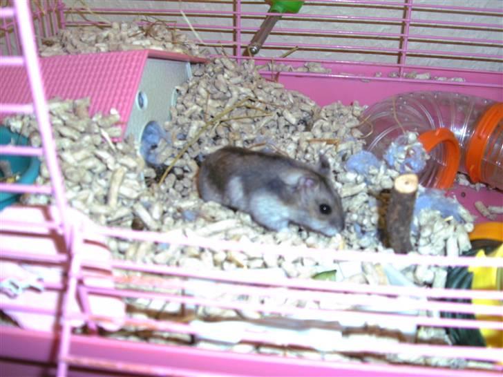 Dværghamster Prada (R.I.P) billede 7