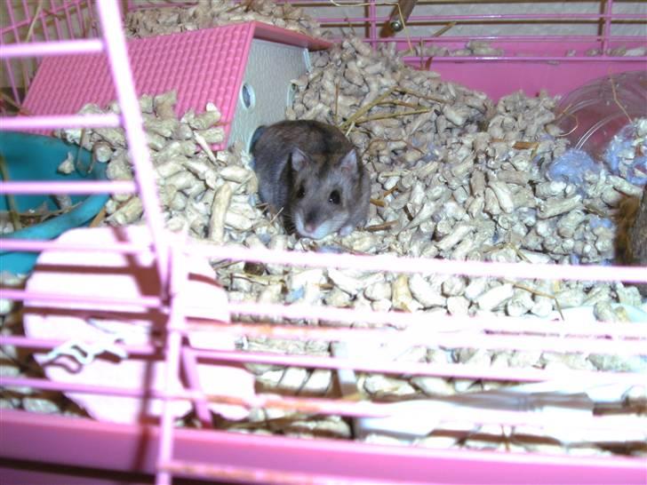 Dværghamster Prada (R.I.P) billede 8